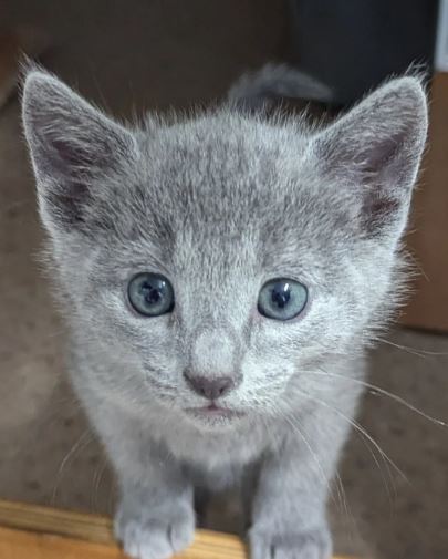 Russian Blue For You photo 2