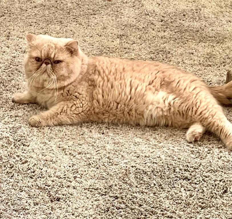 Chocolate Queen photo 7