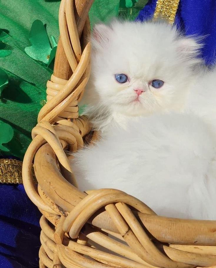 White Blue Eyes Dollface Persian Male Available photo 3