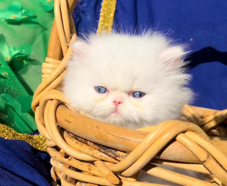 White Blue Eyes Dollface Persian Male Available photo 2