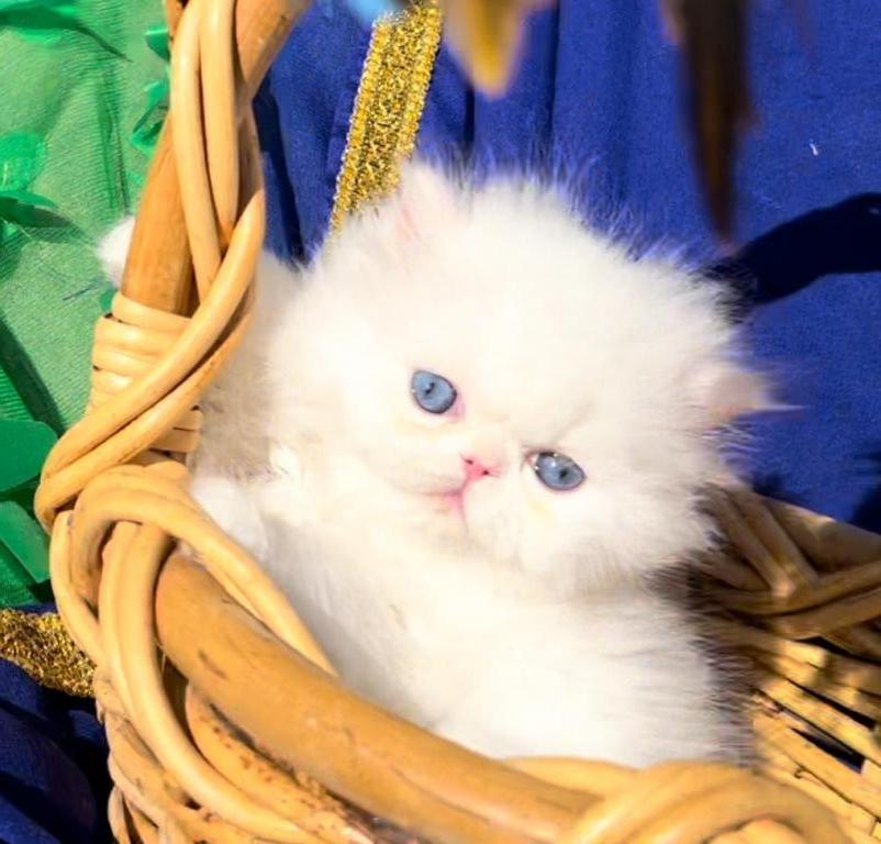 White Blue Eyes Dollface Persian Male Available photo 4