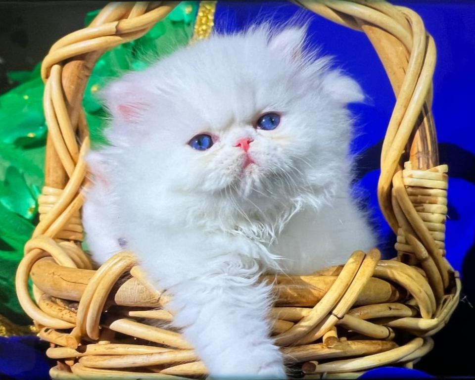 White Blue Eyes Dollface Persian Male Available