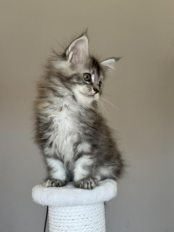 Maine Coon NOV Ohana photo 3