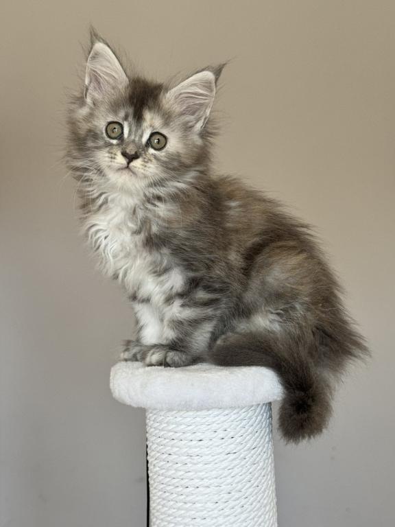 Maine Coon NOV Ohana photo 4
