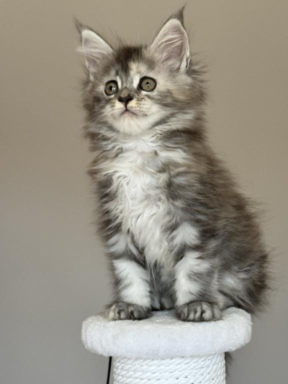 Maine Coon NOV Ohana photo 2