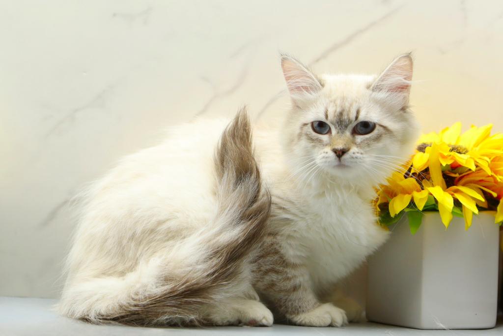 Jubilee Of RomanovCats photo 12