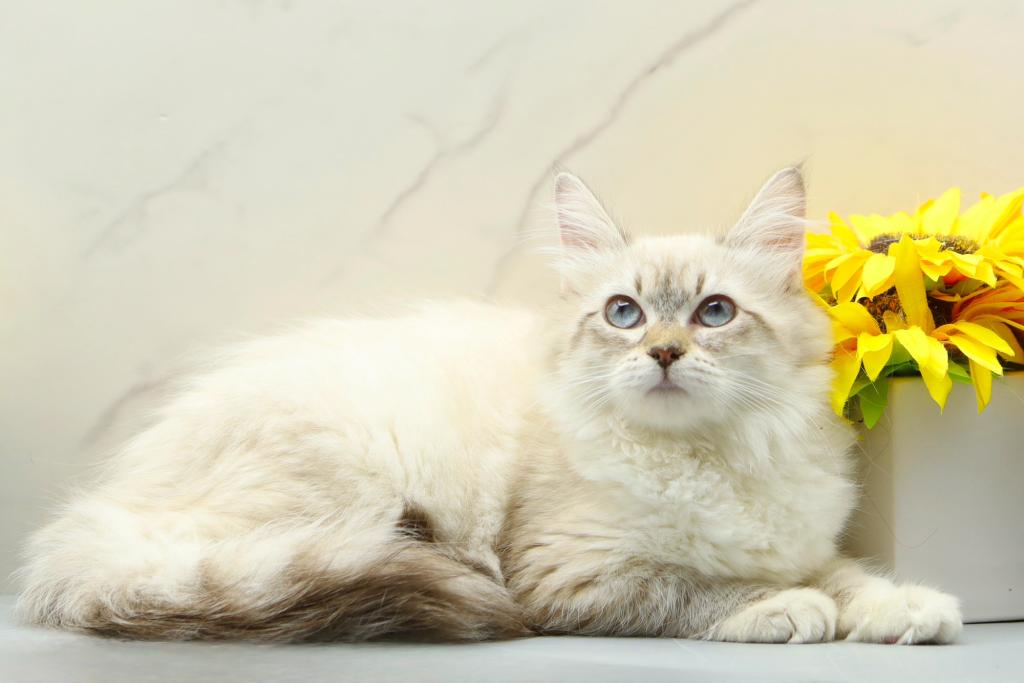 Jubilee Of RomanovCats photo 9