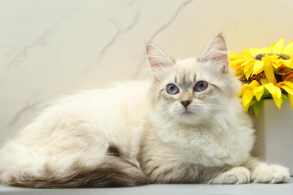 Jubilee Of RomanovCats