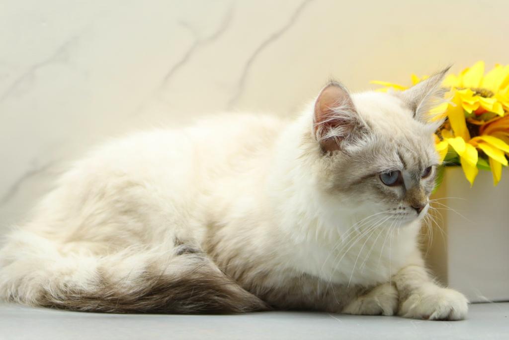 Jubilee Of RomanovCats photo 11