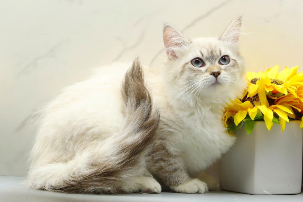 Jubilee Of RomanovCats photo 10