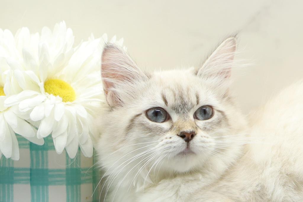 Jubilee Of RomanovCats photo 3