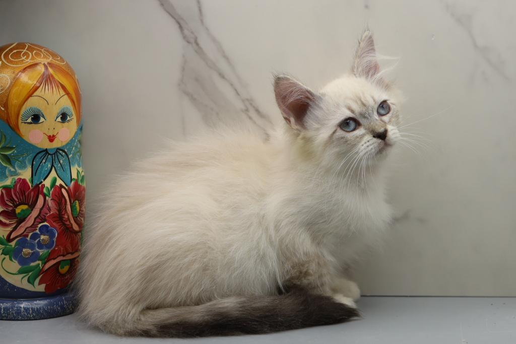 Jubilee Of RomanovCats photo 15