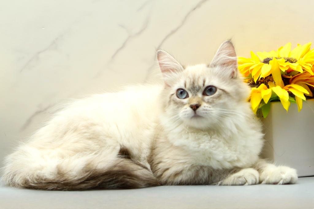 Jubilee Of RomanovCats photo 7