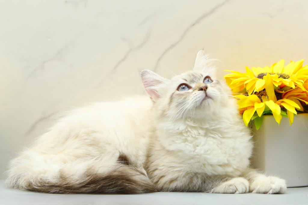 Jubilee Of RomanovCats photo 8