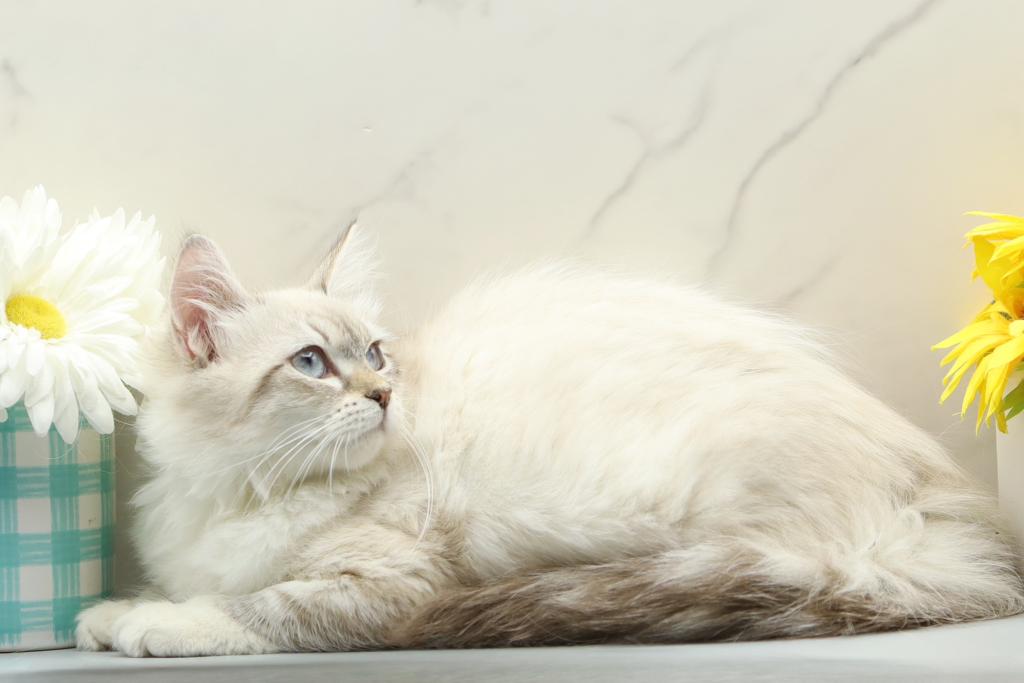 Jubilee Of RomanovCats photo 4
