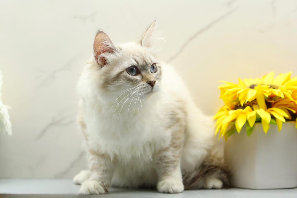 Jubilee Of RomanovCats photo 6