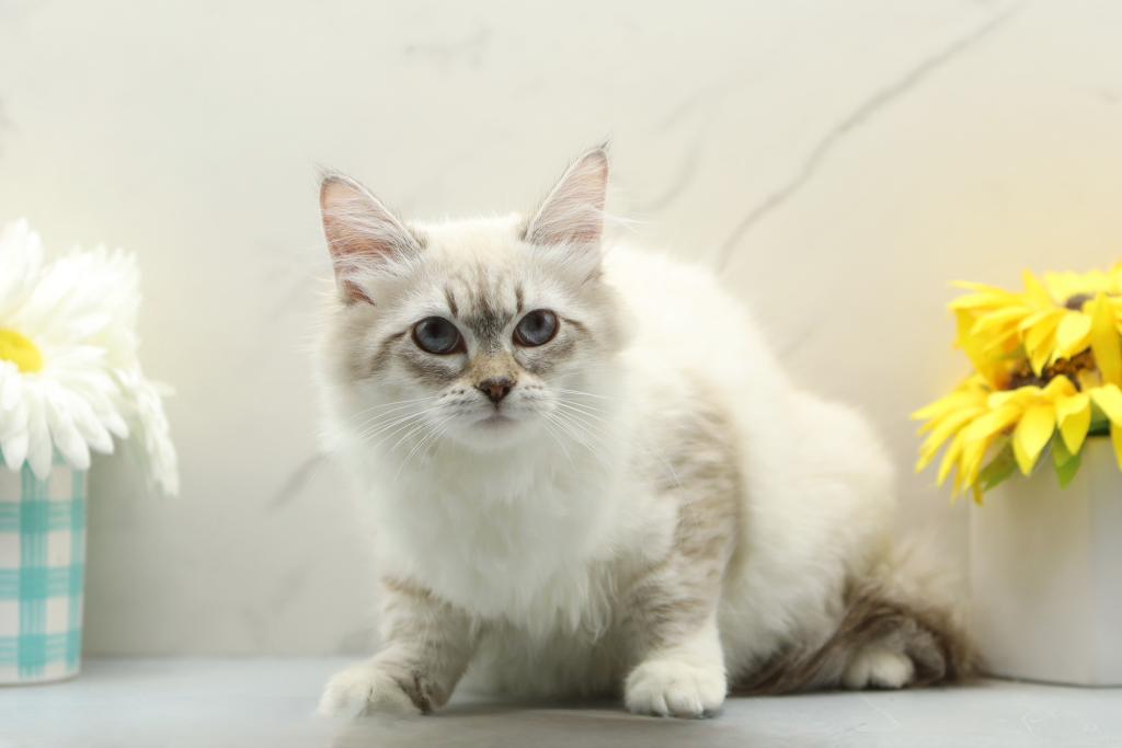 Jubilee Of RomanovCats photo 5