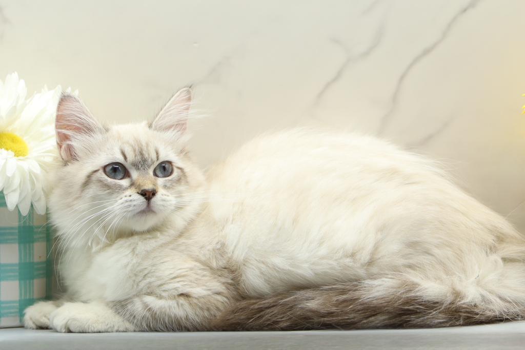 Jubilee Of RomanovCats photo 2