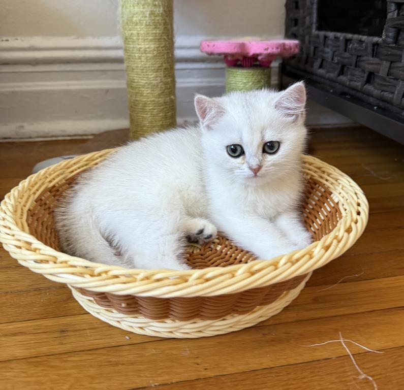 Lily photo 4