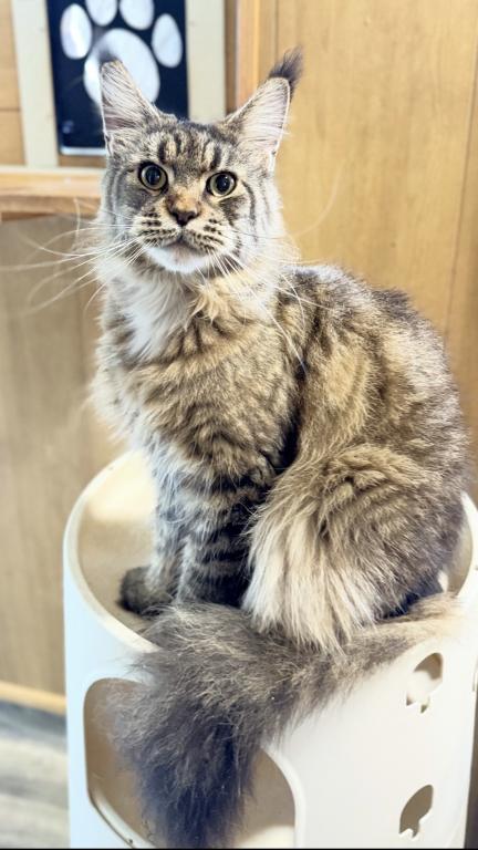 Pure Main Coon Female Freya