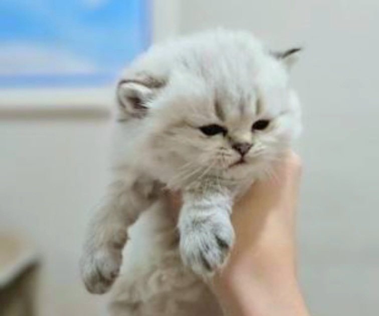 Silver Chinchilla