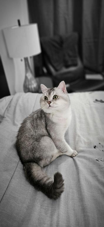 Silver Chinchilla photo 2