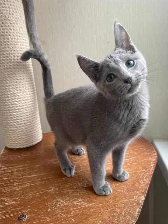 Russian Blue REK A photo 2