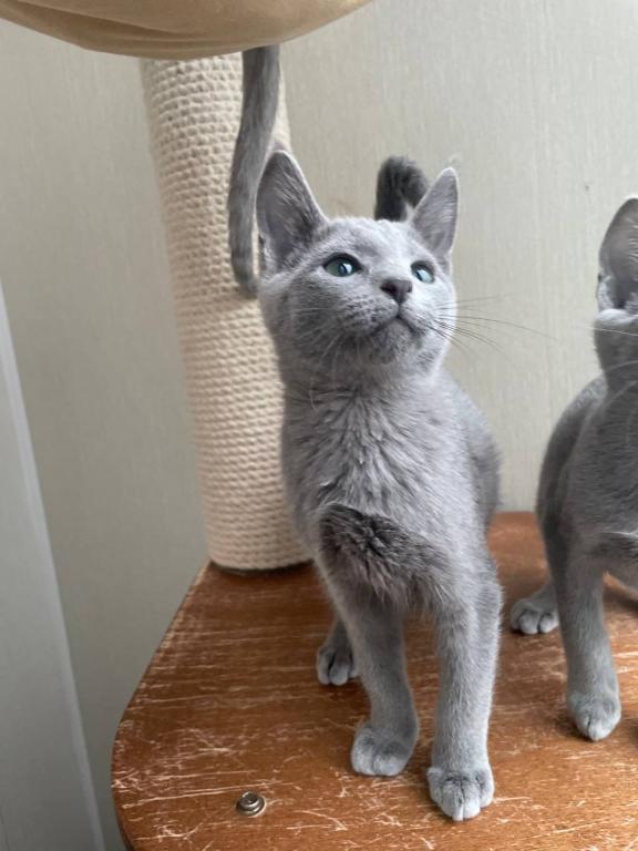 Russian Blue REK A photo 3