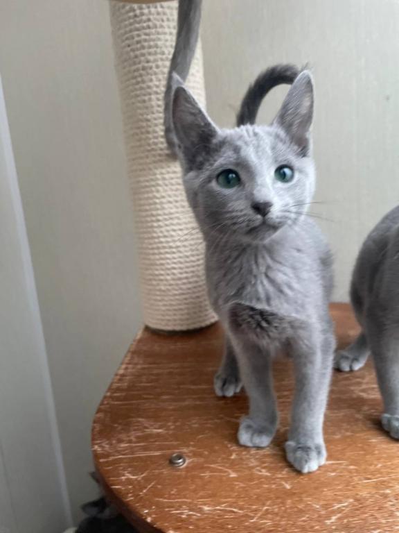 Russian Blue REK A