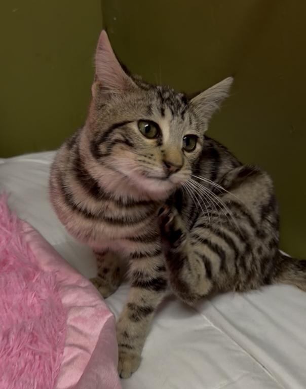 F6 SAVANNAH KITTEN photo 13