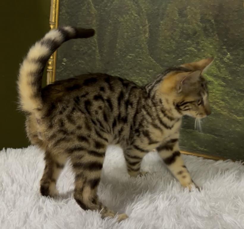 F6 SAVANNAH KITTEN photo 9