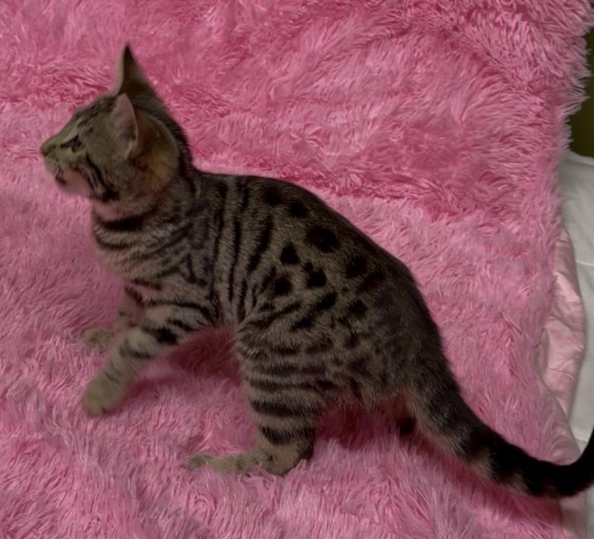F6 SAVANNAH KITTEN photo 7