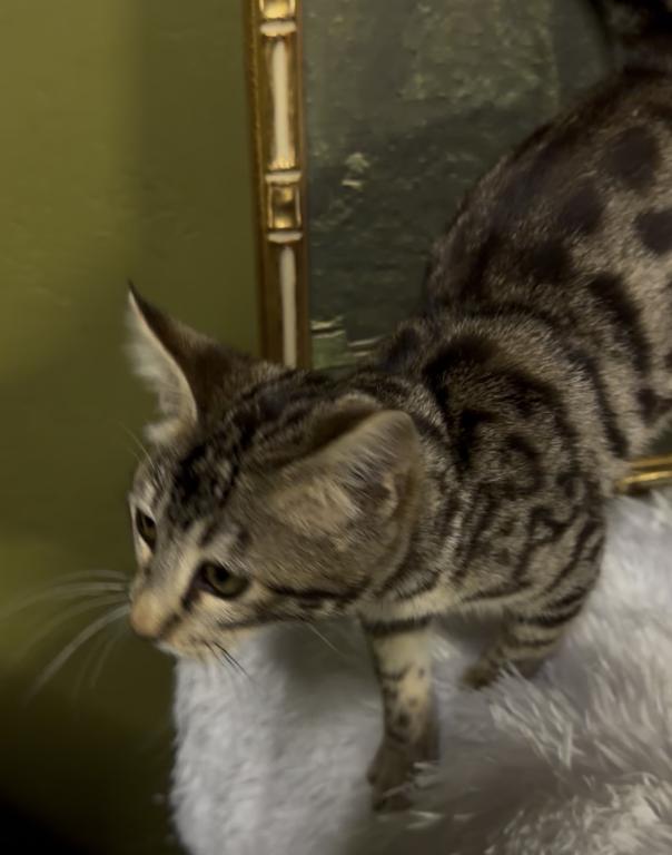 F6 SAVANNAH KITTEN photo 8
