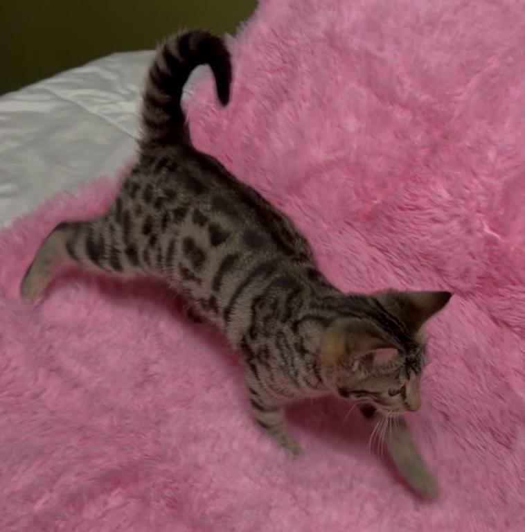 F6 SAVANNAH KITTEN photo 14