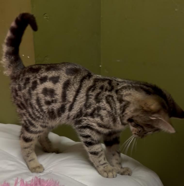 F6 SAVANNAH KITTEN photo 12