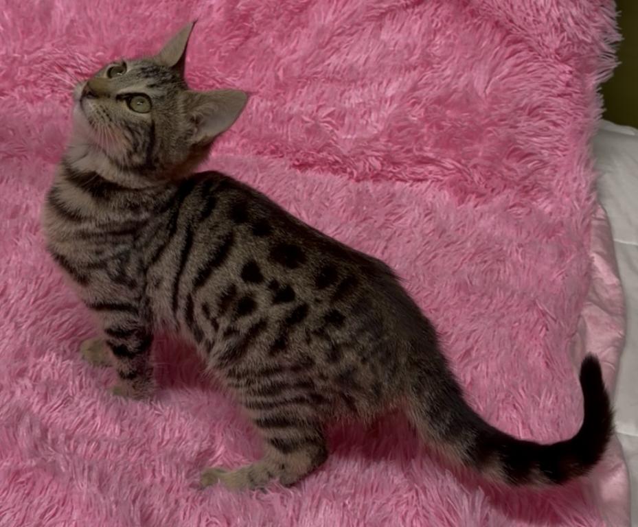 F6 SAVANNAH KITTEN photo 6