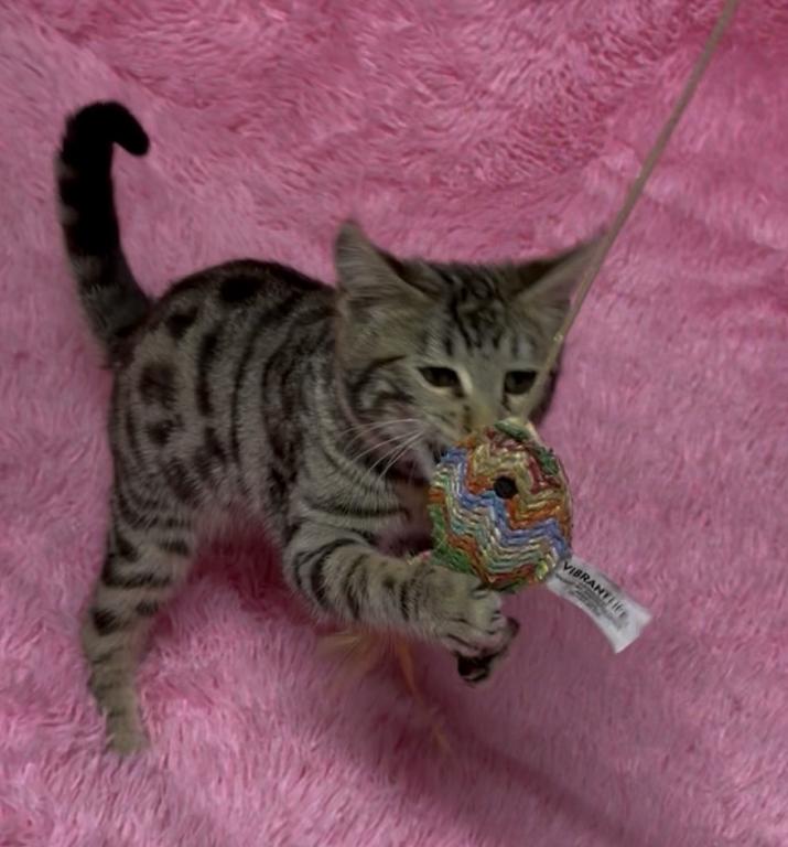 F6 SAVANNAH KITTEN photo 15