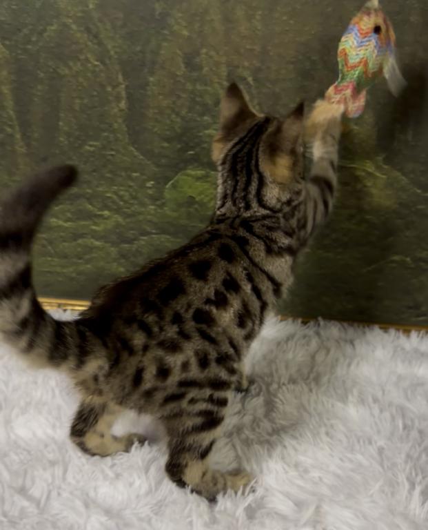 F6 SAVANNAH KITTEN photo 2
