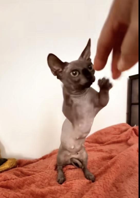 Bambino Female Cat