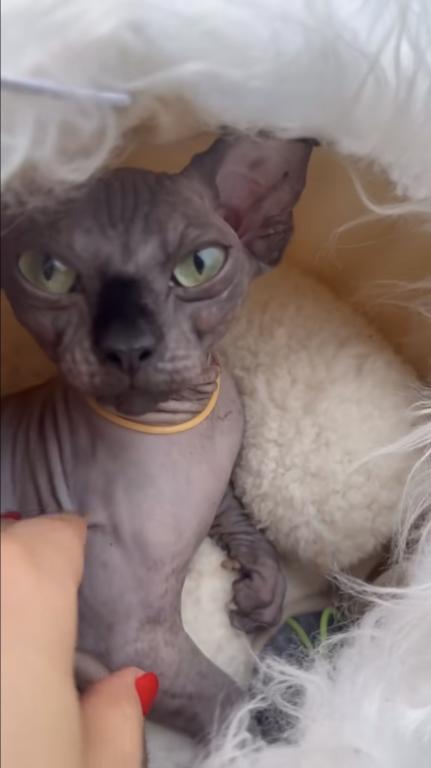 Bambino Female Cat