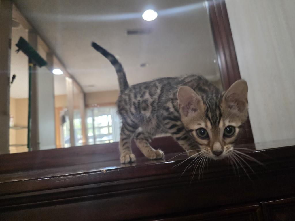 Bengal Brown Female photo 5