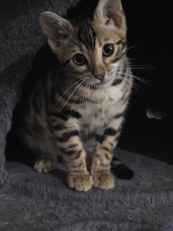 Bengal Brown Female photo 2