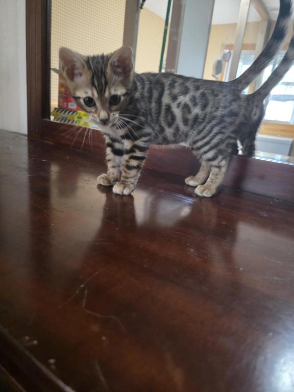 Bengal Brown Female