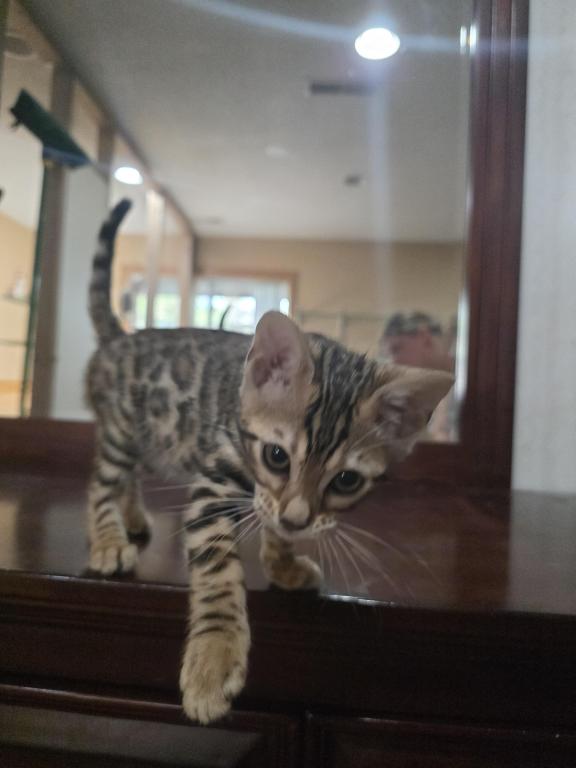 Bengal Brown Female photo 6