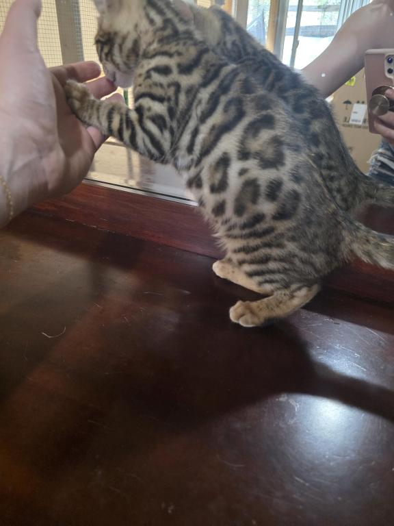 Bengal Brown Female photo 3