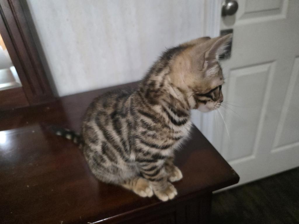 Bengal Brown Female photo 7