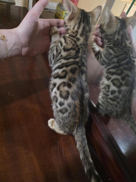 Bengal Brown Female photo 4