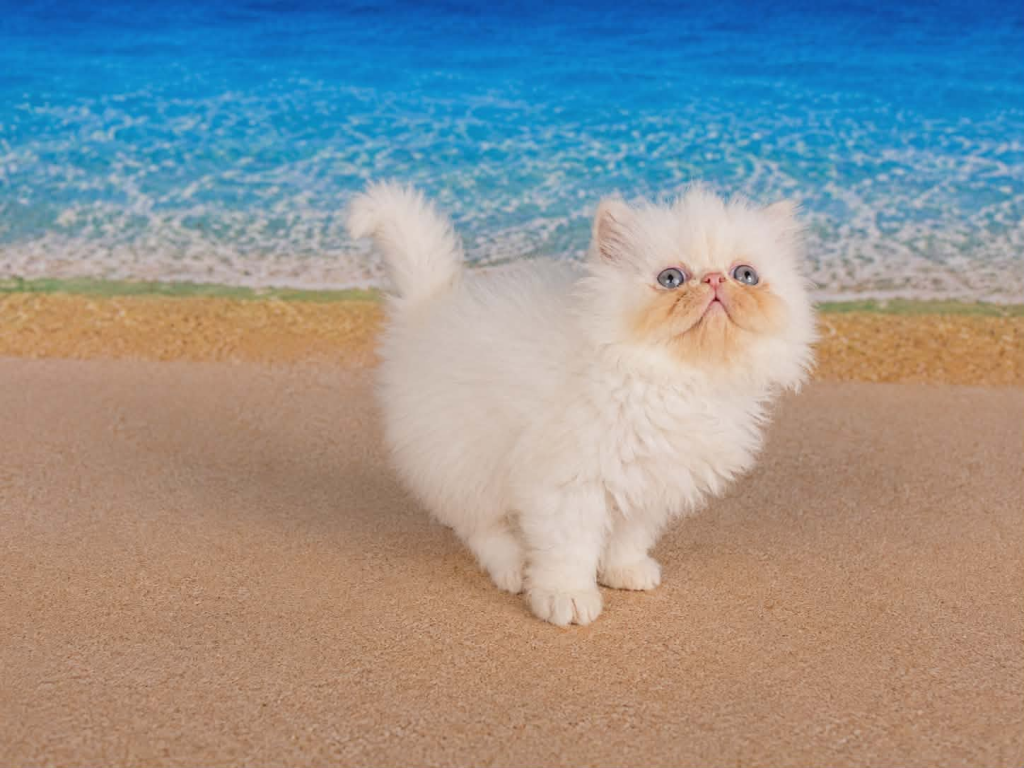 Sugar's Splash photo 6