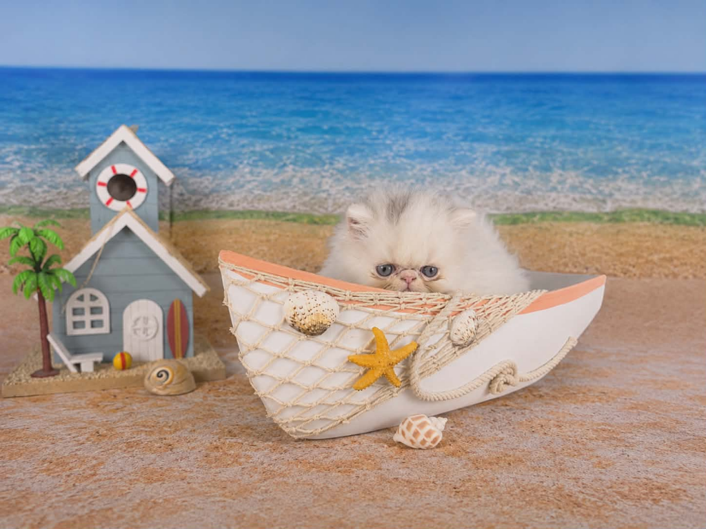 Sugar's Splash photo 5