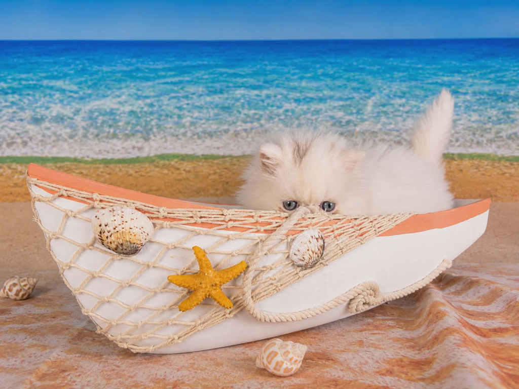 Sugar's Splash photo 4